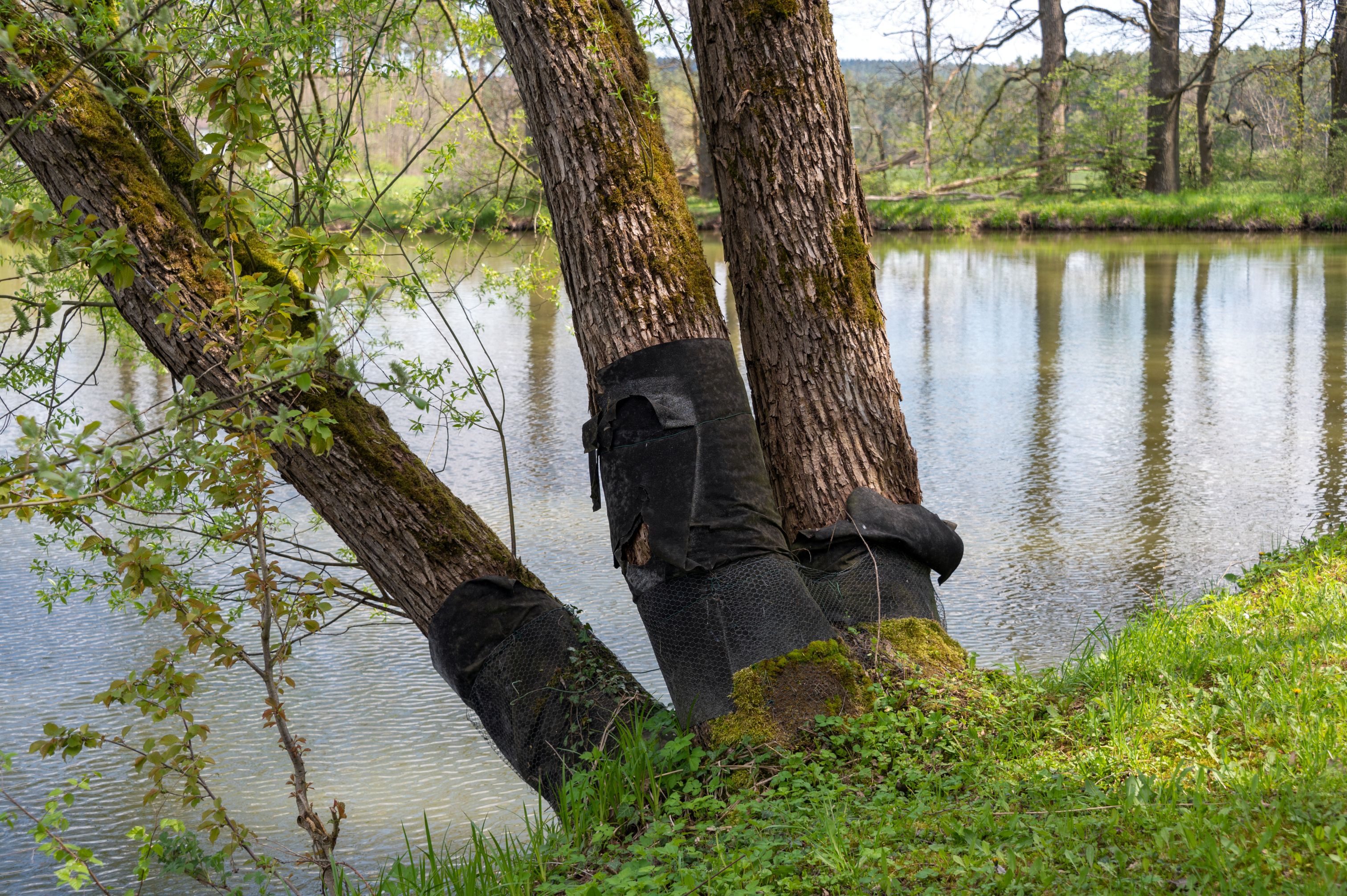 Biberschutz an Bäumen