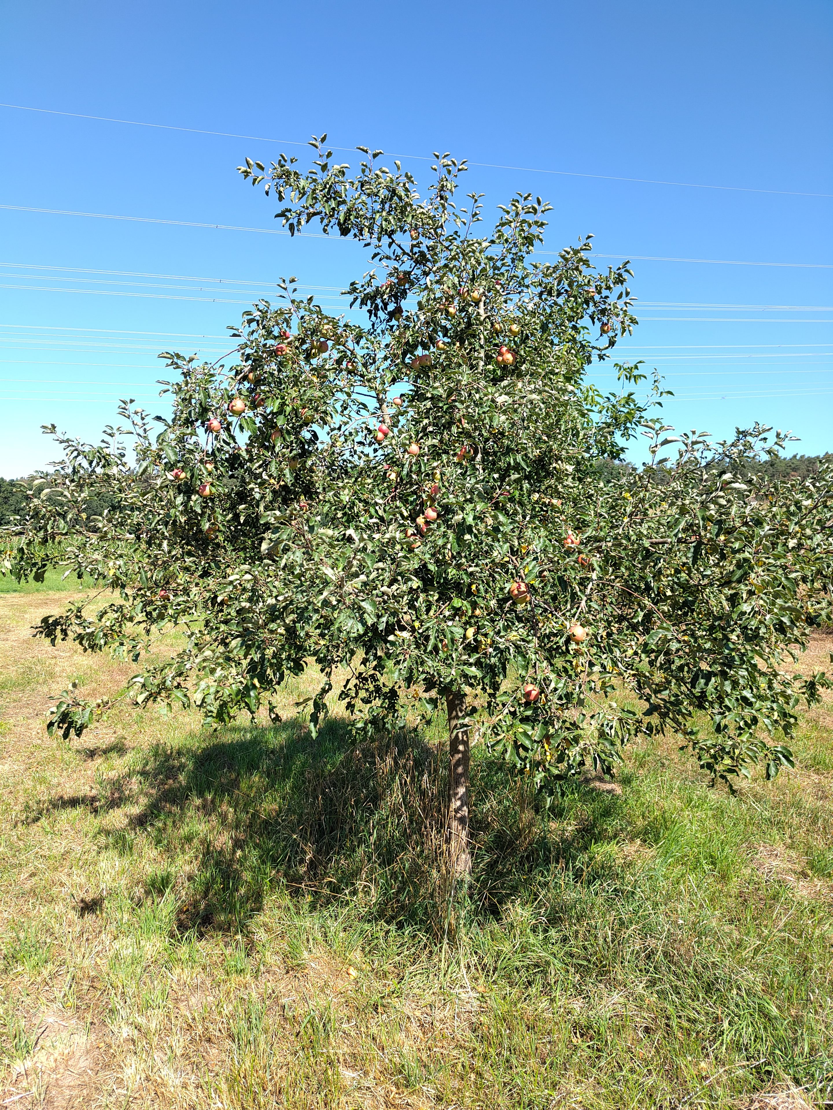 Foto: Knut Schalldach