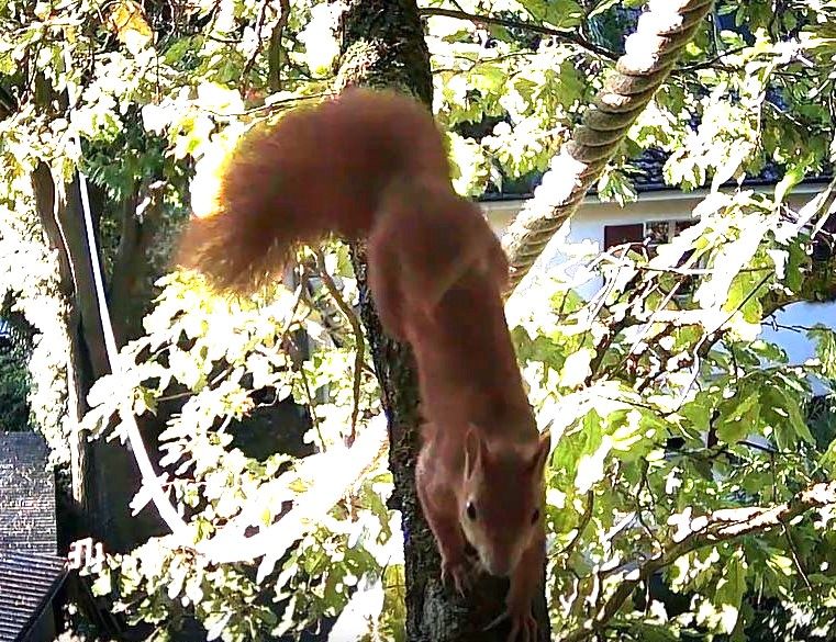 Ein Eichhörnchen klettert einen Ast hinunter