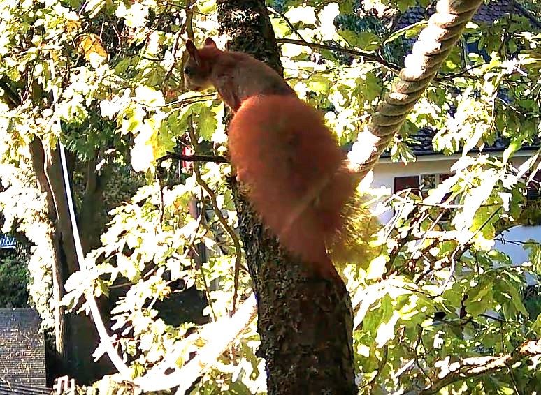 Ein Eichhörnchen klettert einen Ast hoch
