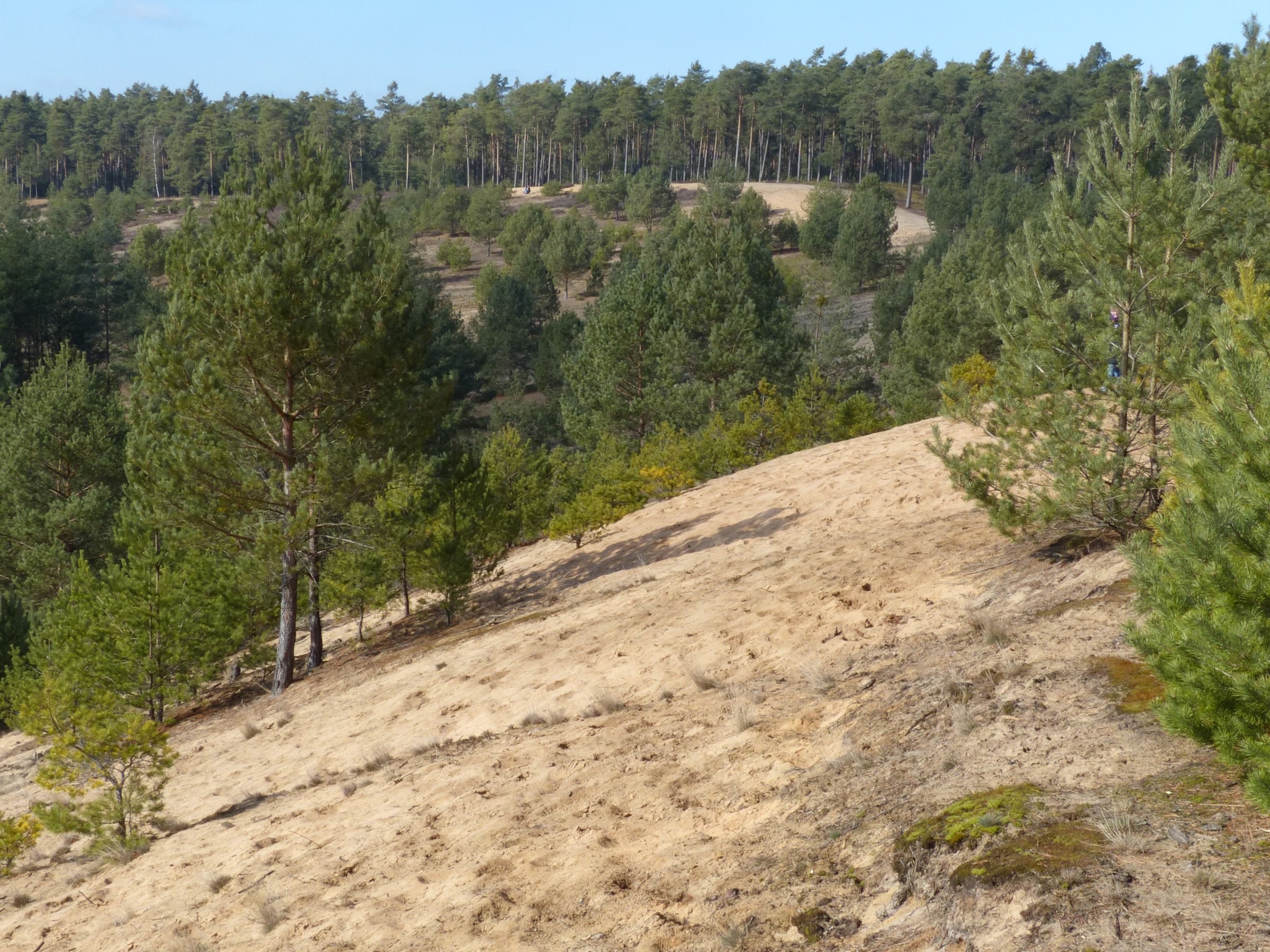 Hügelige, kiefernbestandene Sandlandschaft