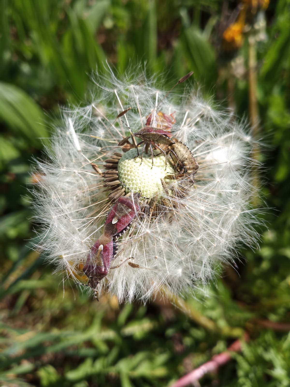 Zwei Wanzenpaare auf Pusteblume