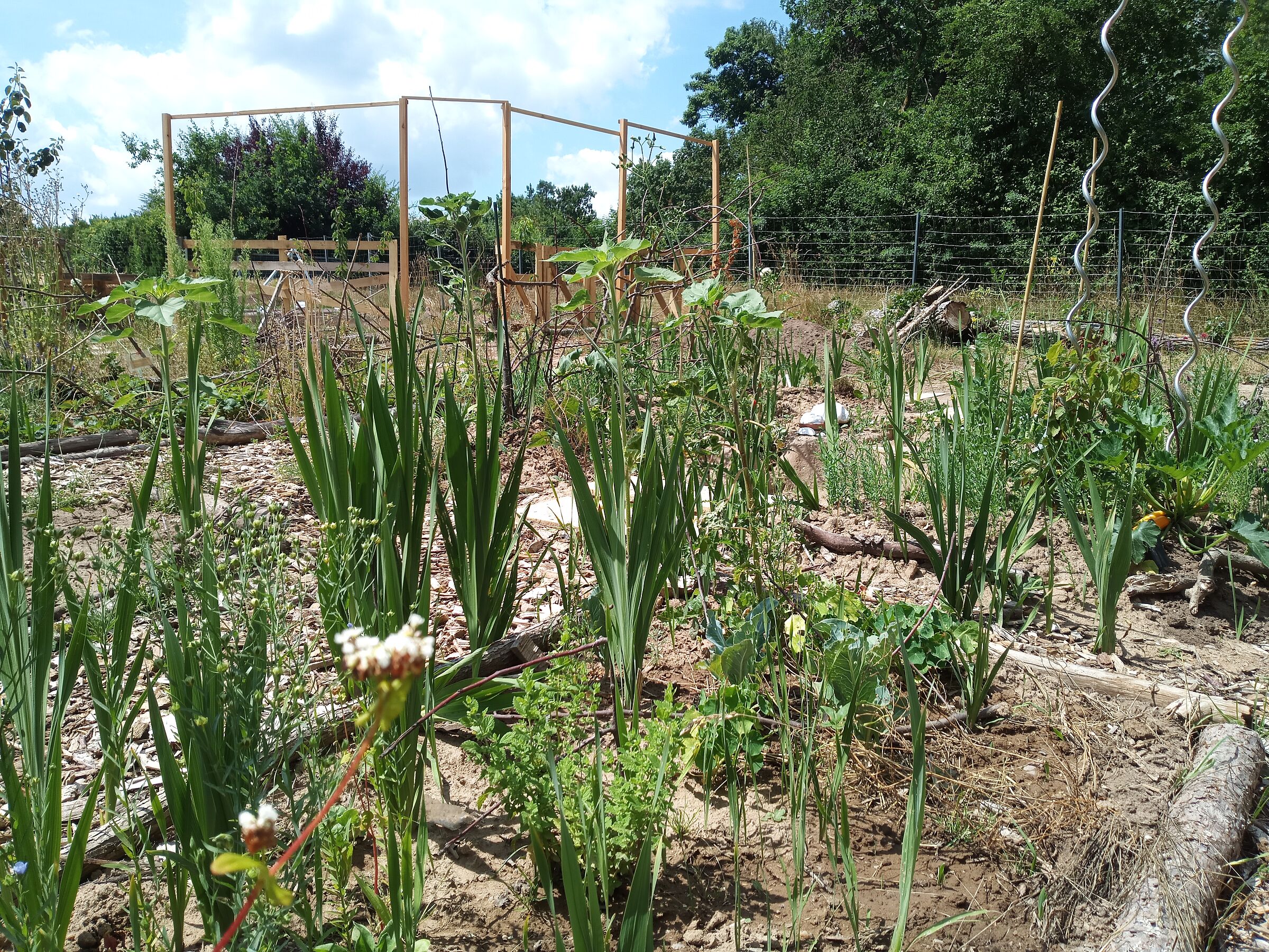 Gemüse im Gartenbeet