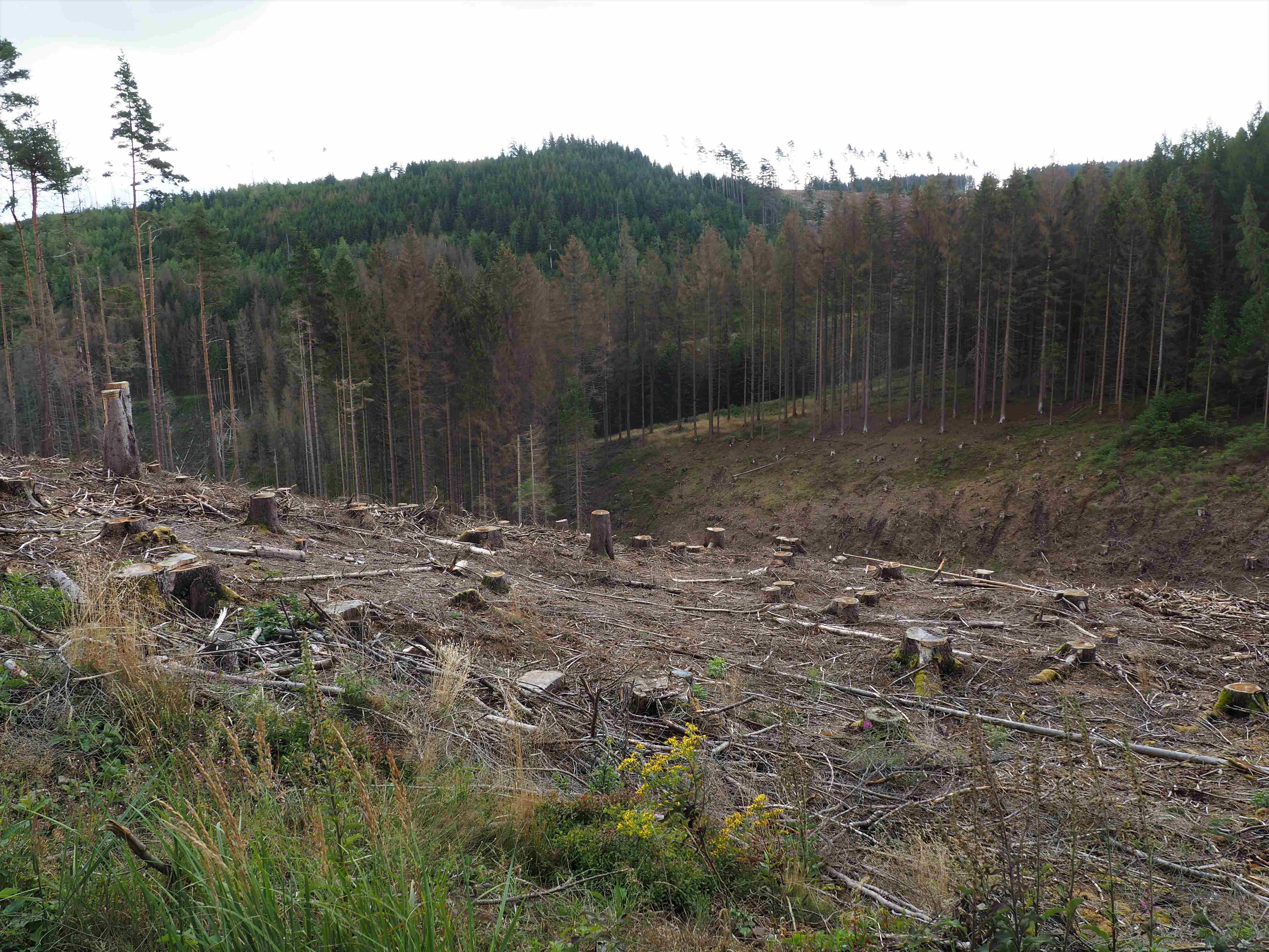 Baumstümpfe auf ehemaliger Waldfläche